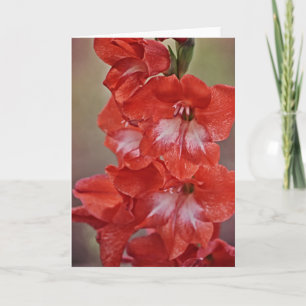 Red and White Gladiolus Flower Note Card