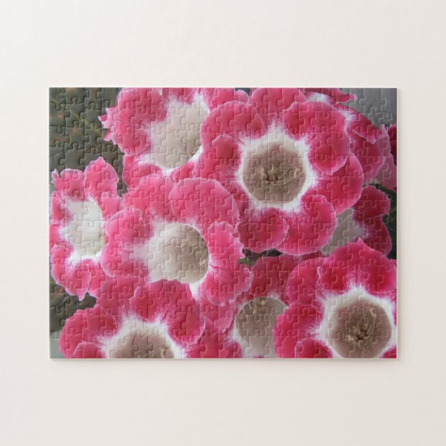 Red and white gloxinia flowers . jigsaw puzzle (Horizontal)