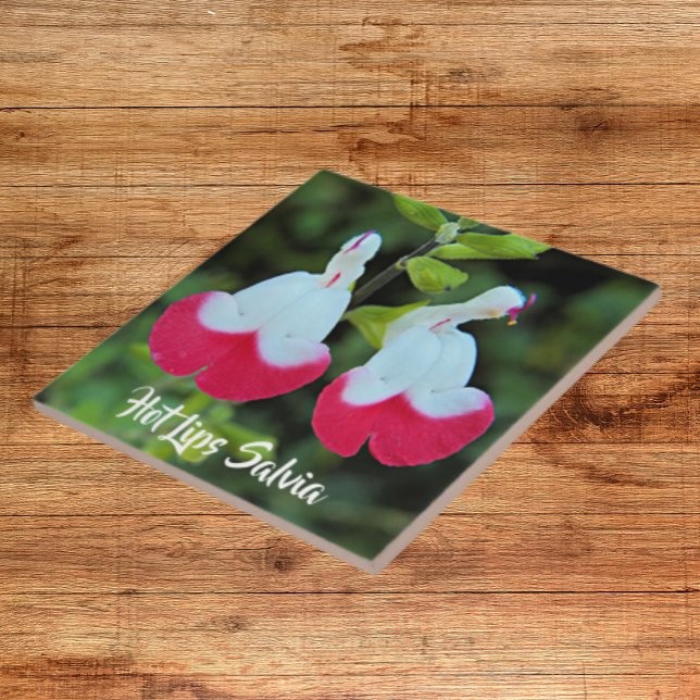 Red and White Hot Lips Salvia Floral Tile (In Situ)