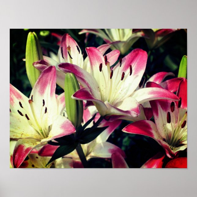 Red And White Lily Flowers Poster (Front)