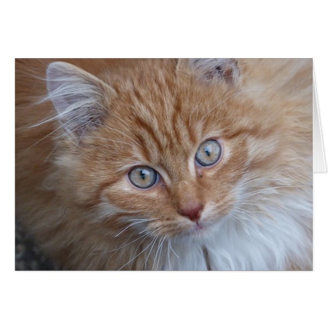 Red and White, Long-Haired, Tabby Cat Face (Front Horizontal)