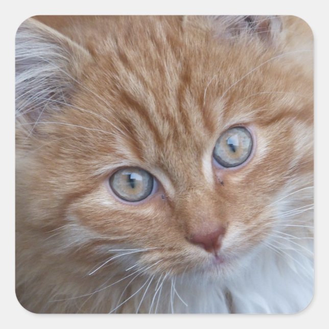 Red and White, Long-haired, Tabby Cat Face Square Sticker (Front)