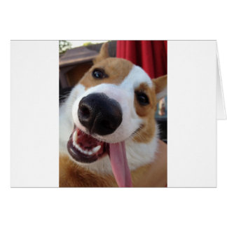 Red and White Pembroke Welsh Corgi