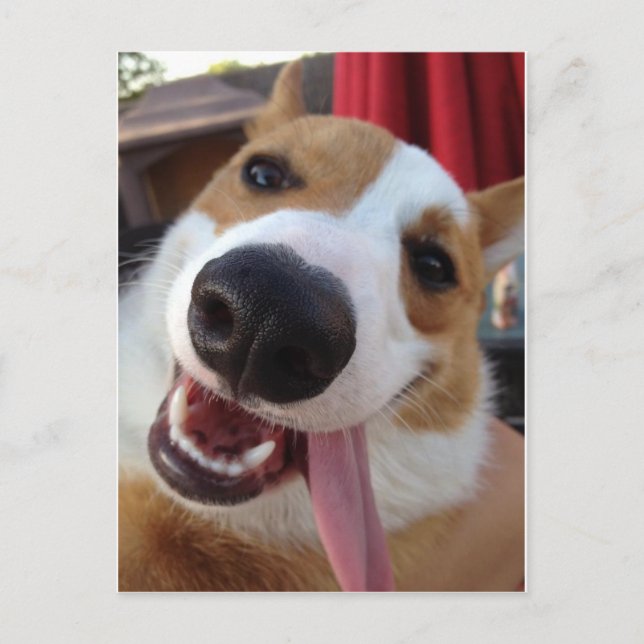 Red and White Pembroke Welsh Corgi Postcard (Front)