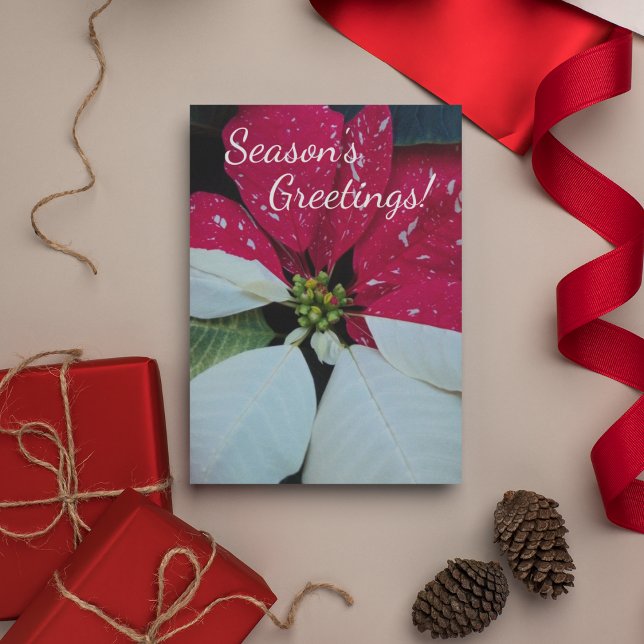 Red and White Poinsettia Floral Holiday Card (In Situ)