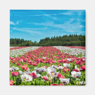 Red and White Poppy Field Magnet
