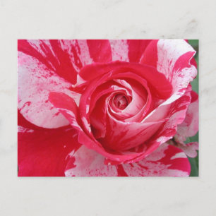 Red and White Rose Postcard