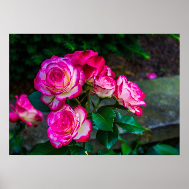 Red and White Roses Poster (Front)