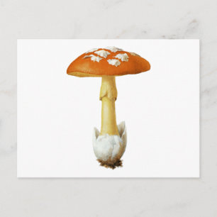 Red And White Spotted Mushroom Postcard