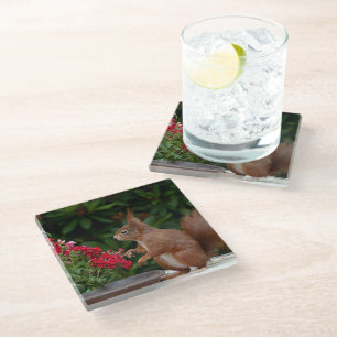 Red and White Squirrel with Red Flower Bush Glass Coaster