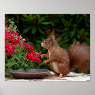 Red and White Squirrel with Red Flower Bush Poster