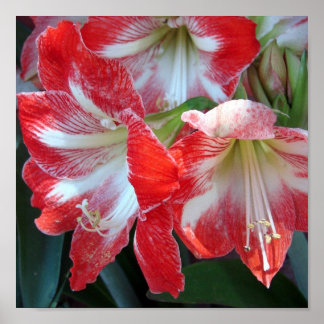 Red and White Stripe Amaryllis poster