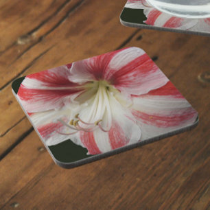 Red and White Striped Christmas Amaryllis Floral Coaster