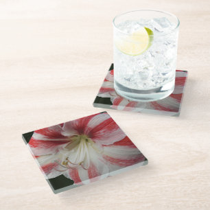 Red and White Striped Christmas Amaryllis Floral Glass Coaster