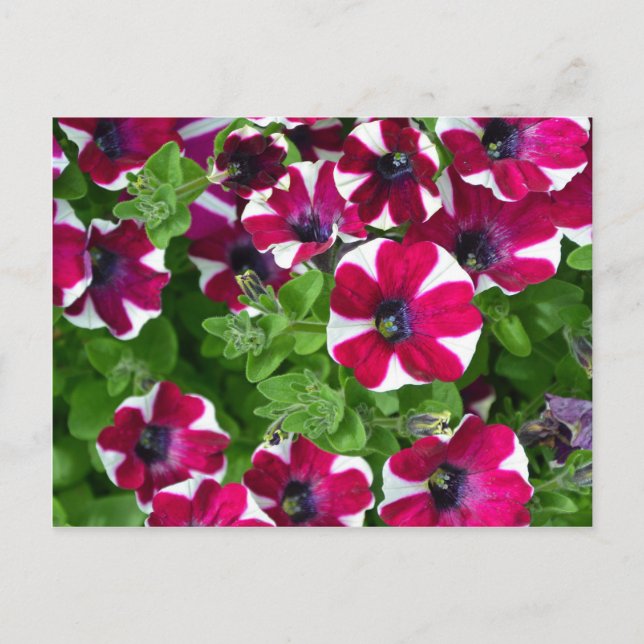 Red and white striped petunias postcard (Front)