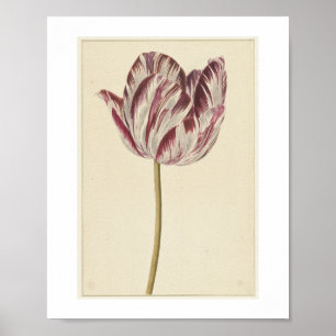 Red and white tulip (1700 - 1800) by anonymous poster