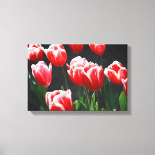 Red and white tulips canvas print