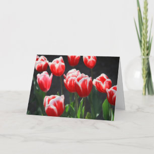 Red and white tulips card