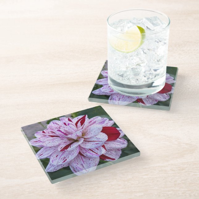 Red and White Variegated Dahlia Bloom Floral Glass Coaster (Angled)