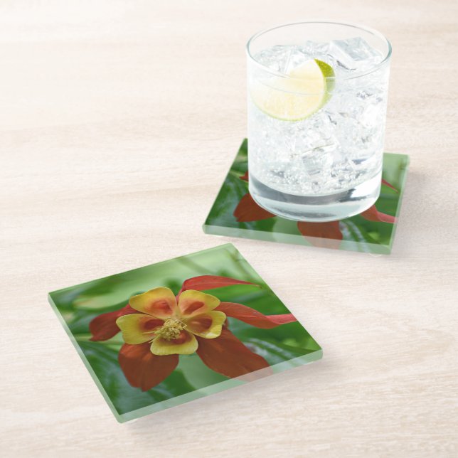 Red and Yellow Bicolor Columbine Floral Glass Coaster (Angled)