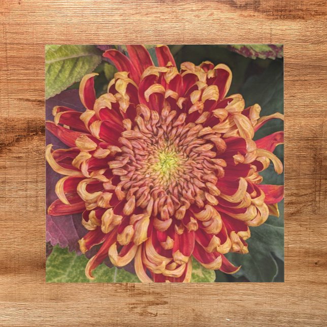 Red and Yellow Chrysanthemum Floral Tile (In Situ)