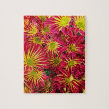 Red and Yellow Chrysanthemums Photo