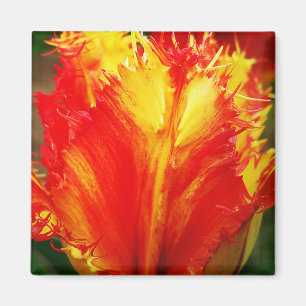 Red And Yellow Close-up Curly Tulip Magnet