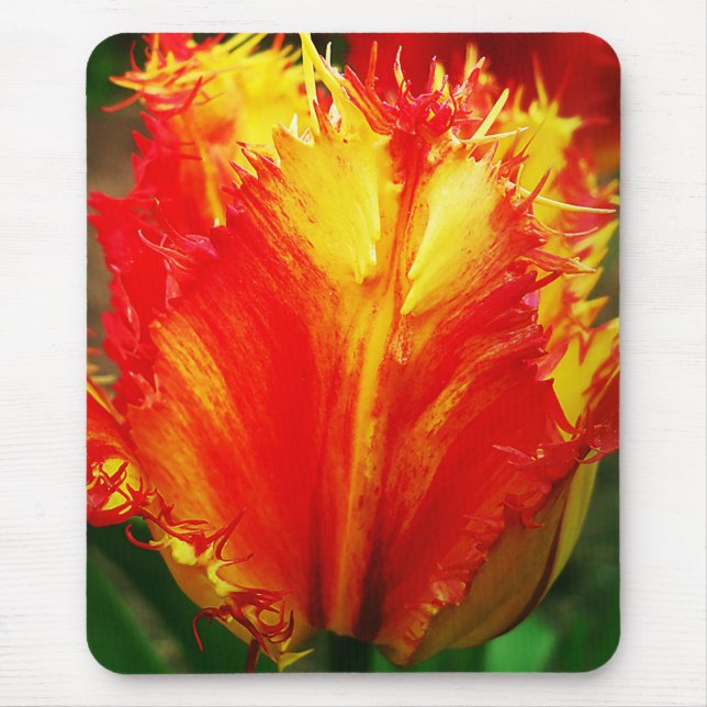 Red And Yellow Close-up  Curly Tulip Mouse Pad (Front)