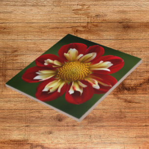 Red and Yellow Collarette Dahlia Floral Tile