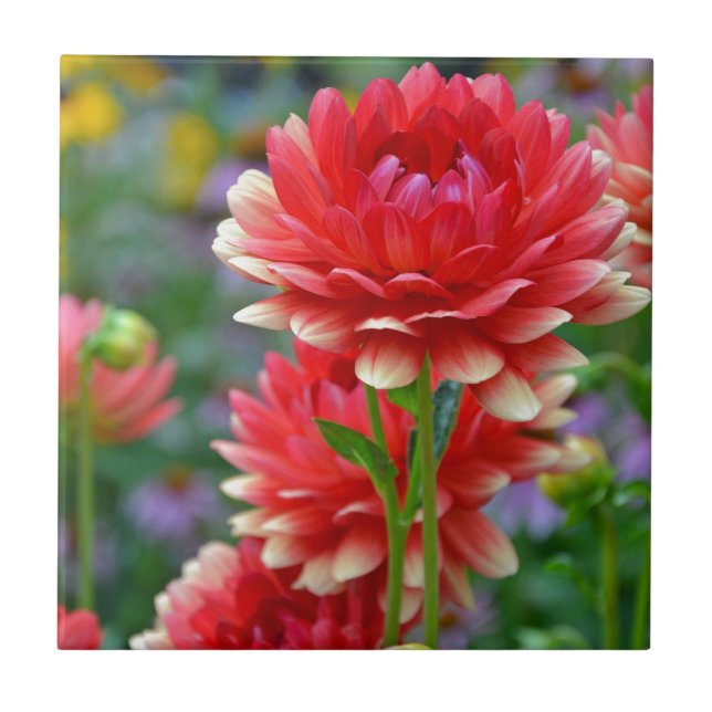 Red and yellow dahlia flowers tile (Front)