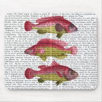 Red and Yellow Fantasy Fish Trio