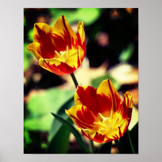 Red And Yellow Flaming Tulip Flowers  Poster (Front)