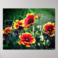 Red And Yellow Gaillardia Blanket Flower