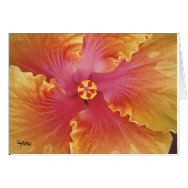 Red and Yellow Hibiscus (Front Horizontal)