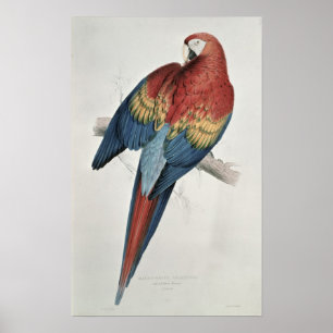 Red and Yellow Macaw Poster