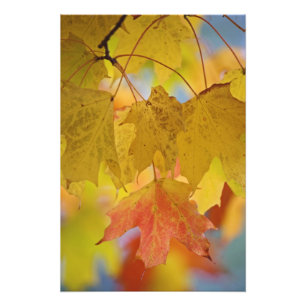 Red and yellow maple leaves, in the southern photo print