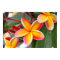 Red and Yellow Plumeria Flowers 3