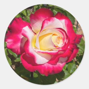 Red and Yellow Rose Stickers