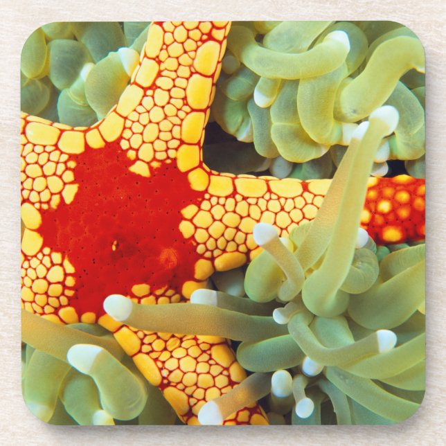 Red And Yellow Sea Star Coaster (Front)