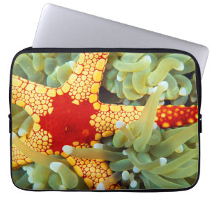 Red And Yellow Sea Star Laptop Sleeve