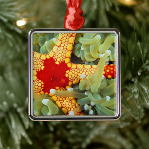 Red And Yellow Sea Star Metal Tree Decoration