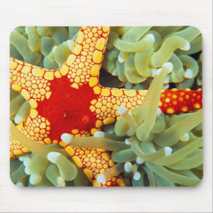 Red And Yellow Sea Star Mouse Pad