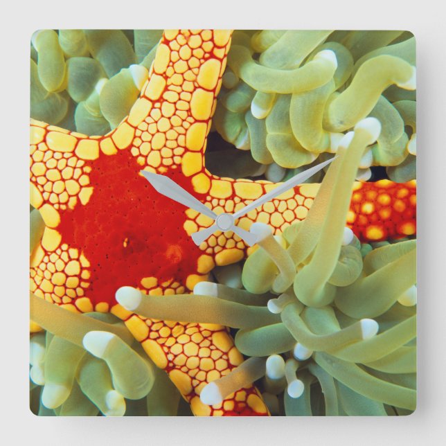 Red And Yellow Sea Star Square Wall Clock (Front)