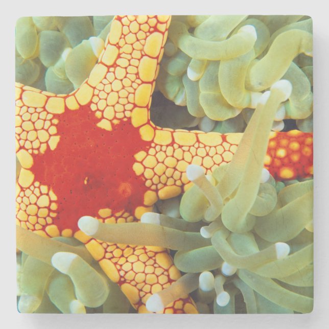 Red And Yellow Sea Star Stone Coaster (Front)