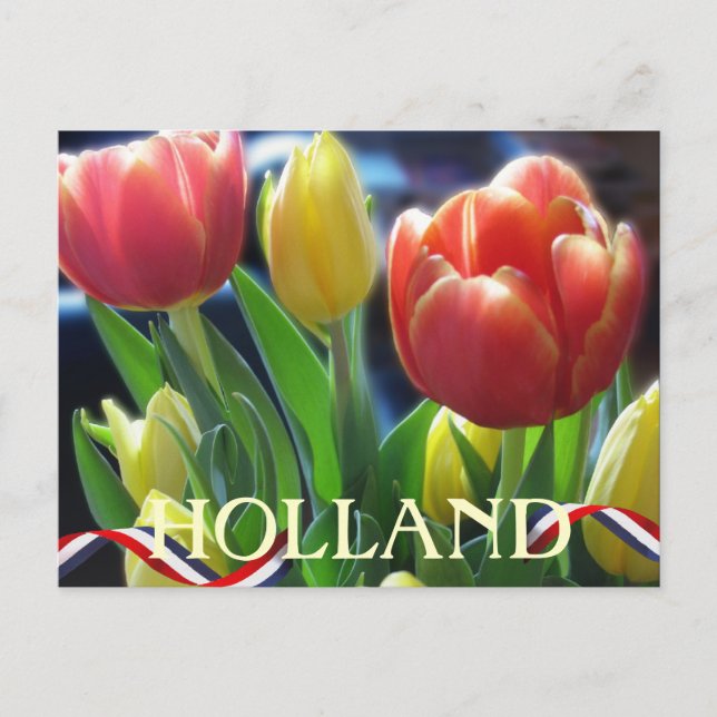 Red and Yellow Spring Tulips Holland Postcard (Front)