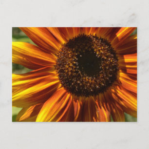 Red and Yellow Sunflower Garden Postcard