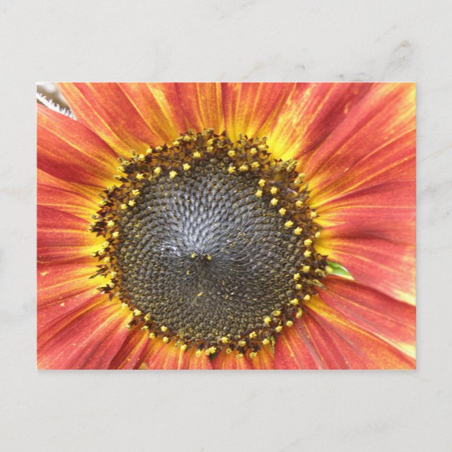 Red and Yellow Sunflower Postcard (Front)