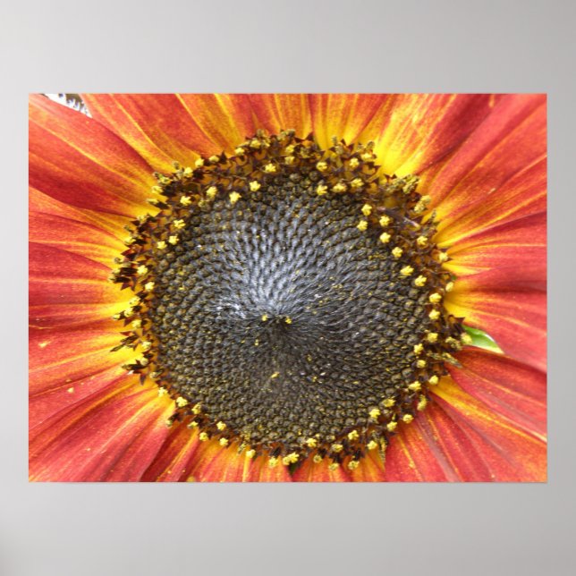 Red and Yellow Sunflower Print (Front)
