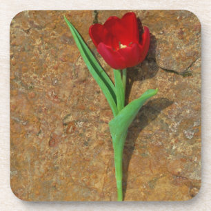 Red and Yellow Tulip Coaster