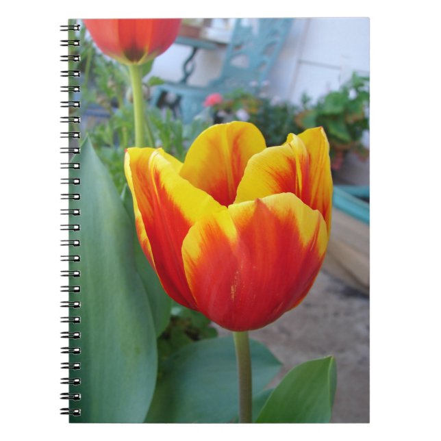 Red and Yellow Tulip floral Garden Photo Notebook (Front)